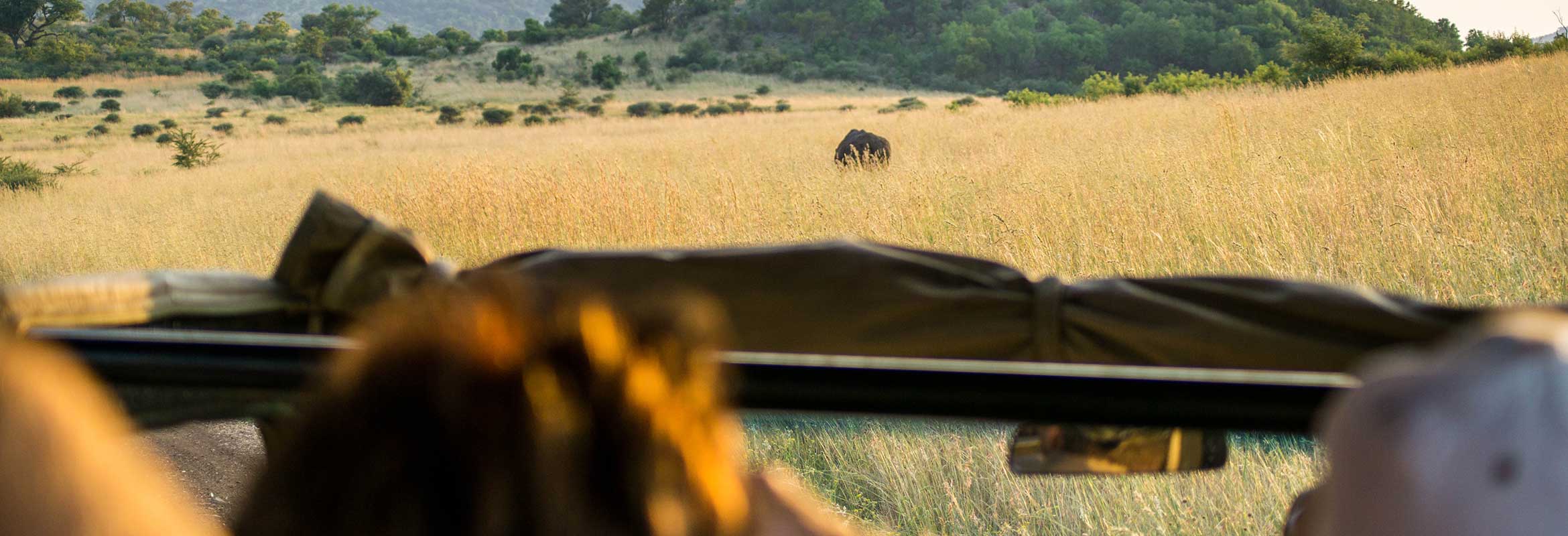 Where to see which safari animals