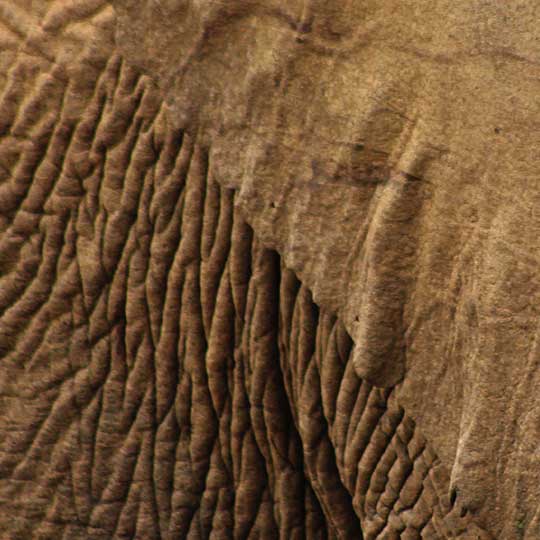 Safari travel guide
