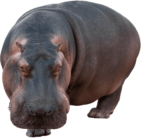 hippopotamus