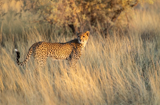Cheetah Safari