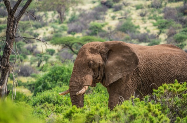 Samburu & Mara family Safari